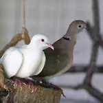 Mas Des Vignes Piscine Chauffee * Le Champ-Saint-Pere