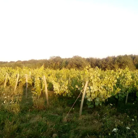 Des Vignes D Hotes Et En Vendee Piscine Chauffee Frühstückspension *