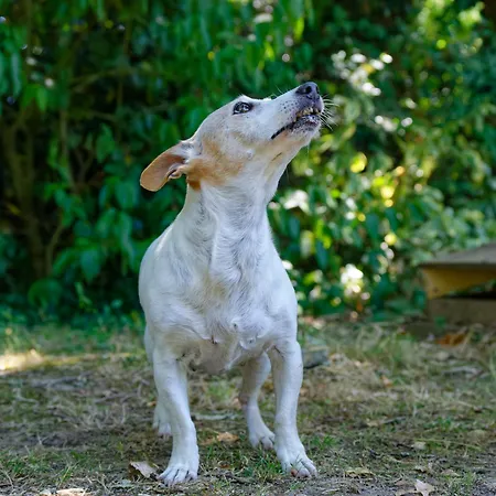 Bed & Breakfast Mas Des Vignes Piscine Chauffee *
