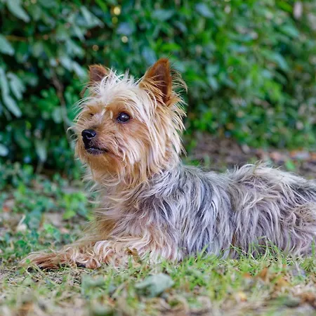 Mas Des Vignes Piscine Chauffee
