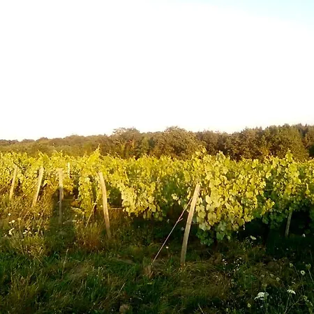 Des Vignes D Hotes Et En Vendee Piscine Chauffee * Le Champ-Saint-Père