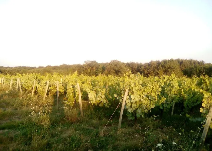 Mas Des Vignes Piscine Chauffee Bed & Breakfast *