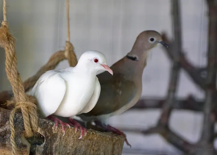 Mas Des Vignes Piscine Chauffee * Le Champ-Saint-Pere