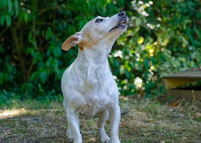 Bed & Breakfast Mas Des Vignes Piscine Chauffee *