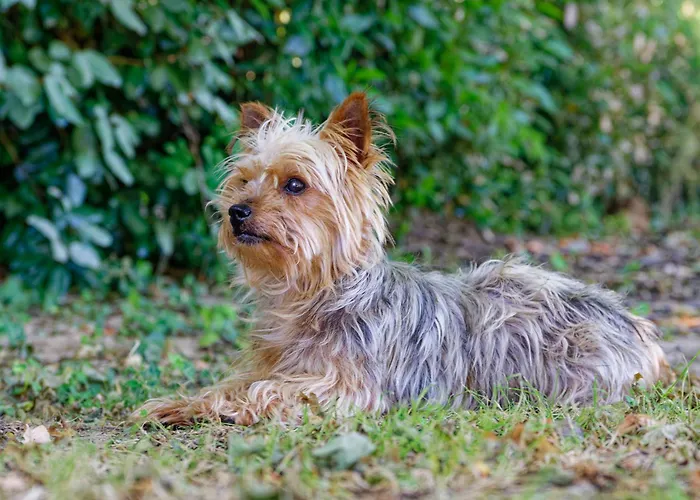 Mas Des Vignes Piscine Chauffee